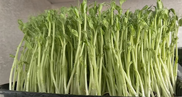 温县芽菜种植中心：以水培科技传承农耕智慧，守护舌尖上的鲜嫩健康