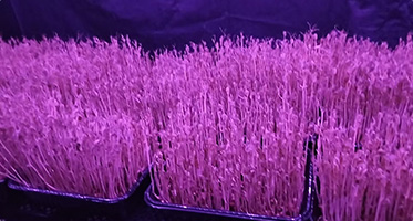 温县芽菜种植中心：一站式服务重塑芽苗菜行业&ldquo;量质双升&rdquo;新范式