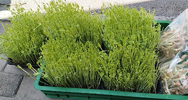 温县芽苗菜：以水培科技守护&ldquo;舌尖上的安心&rdquo;